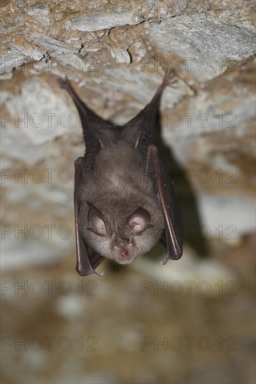 Lesser horseshoe bat