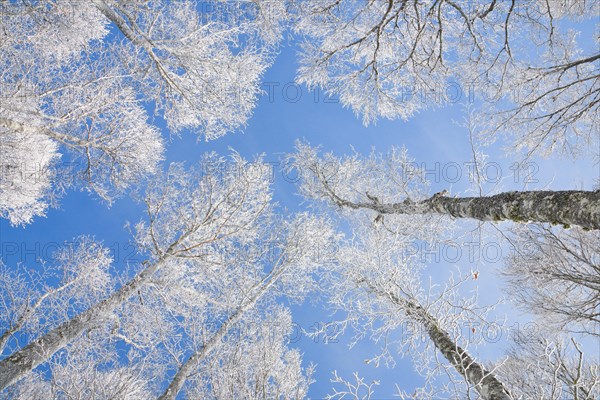 Tree tops of deep snow covered beech forest against blue sky in Neuchatel Jura