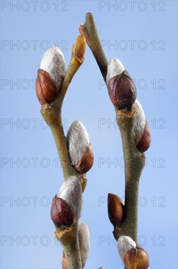 Goat willow