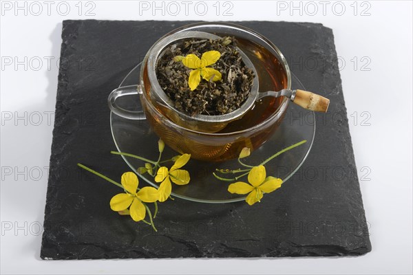 Cup of celandine tea