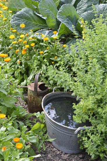 Production of stinging nettle liquid manure