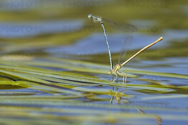 White-legged damselfly