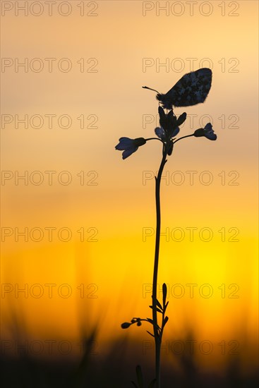 Aurora butterfly in a meadow cuckoo flower at sunset