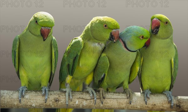 Rose-ringed parakeets