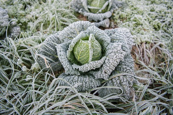 Savoy cabbage