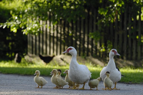 Native Muscovy Duck