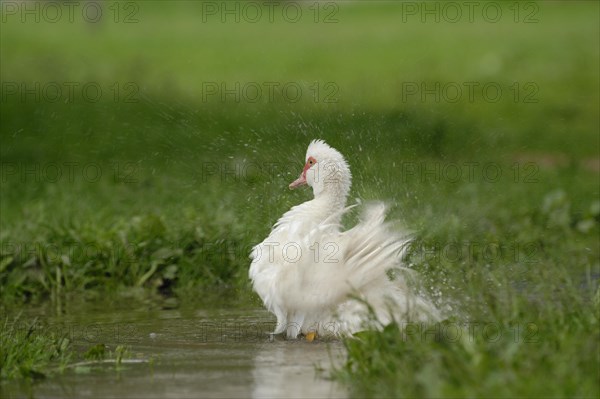 Native Muscovy Duck