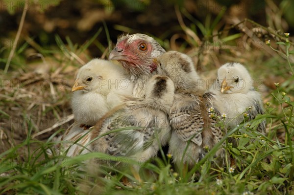 Domestic Chicken