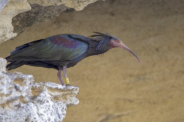 Northern bald ibis