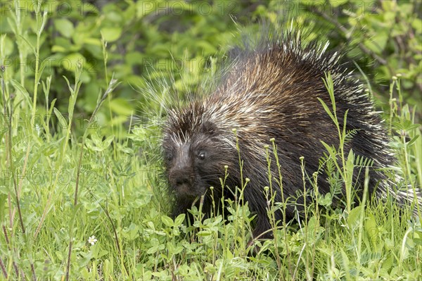 North American porcupine