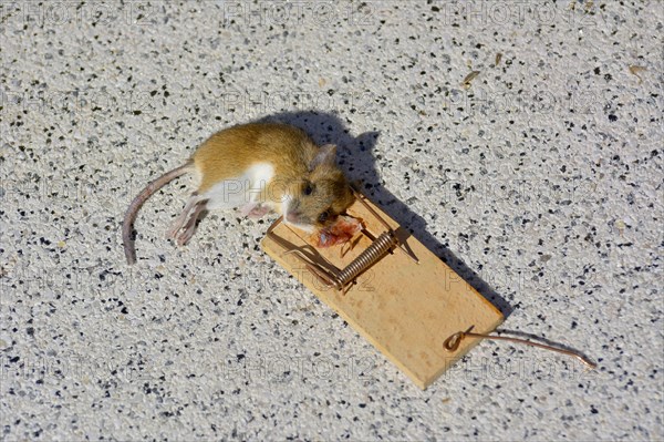 House mouse