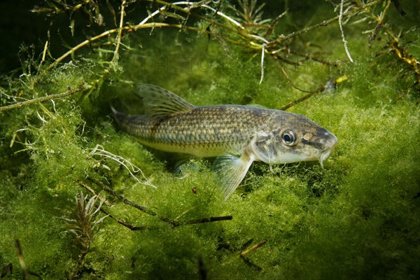 Gudgeon