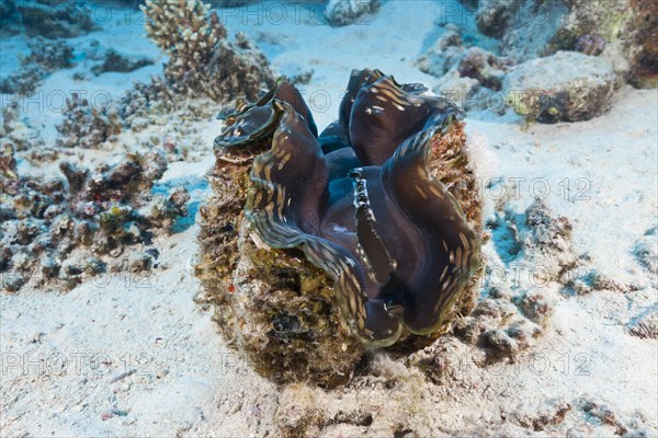 Giant Clam on sandy Bottom