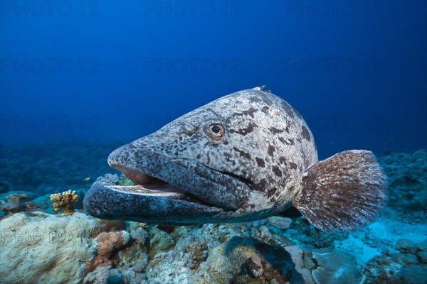 Potato grouper