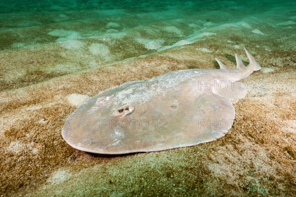 Giant tremor ray