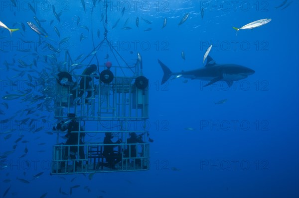 Cage diving with great white shark