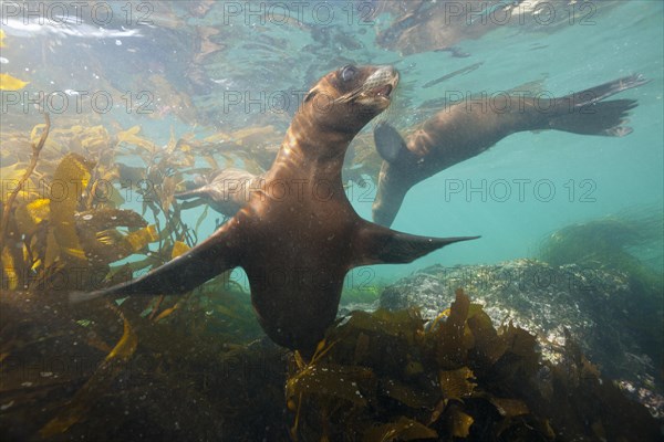 California sea lion