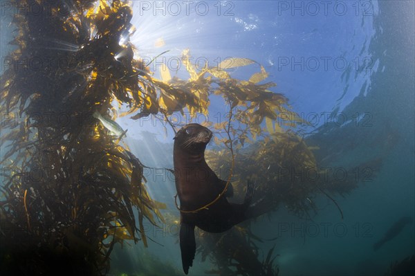 California sea lion