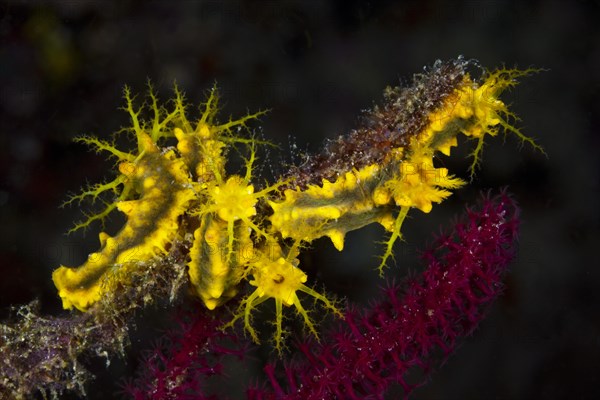 Yellow sea cucumber