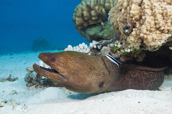 Giant Moray moray