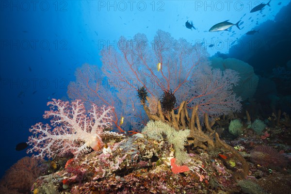 Species-rich coral reef