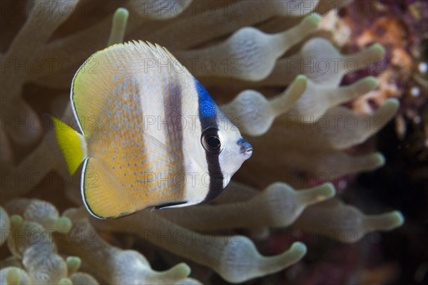 Sunburst Butterflyfish