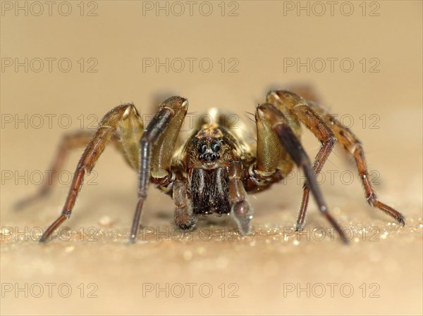 Rustic wolf spider