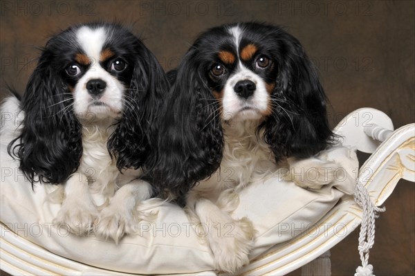 Cavalier King Charles Spaniel