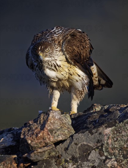 Bonelli's eagle