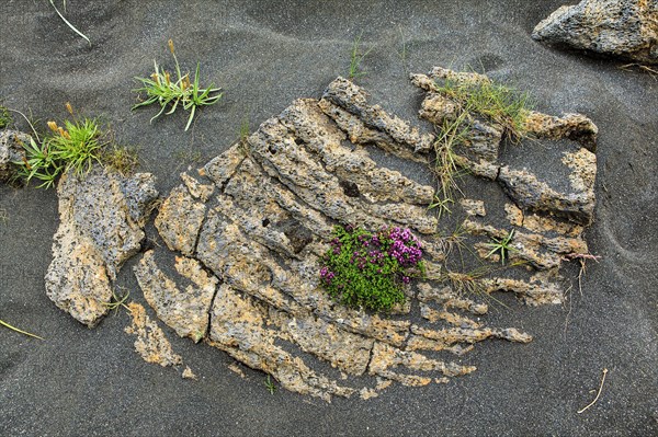 Arctic thyme on igneous rocks