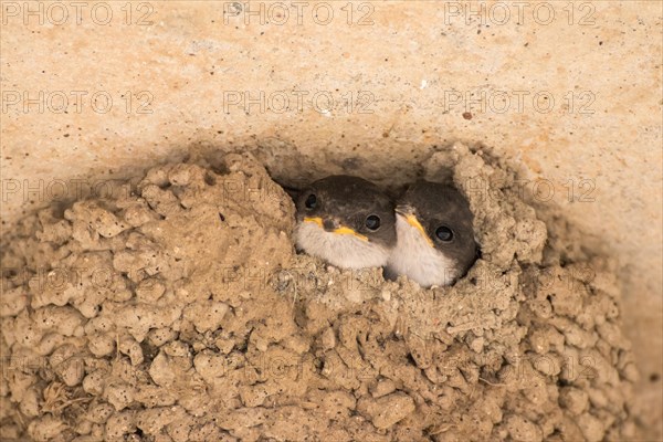 Common house martins