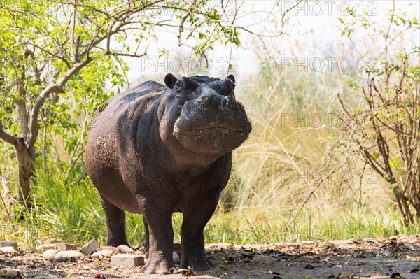 Hippopotamus