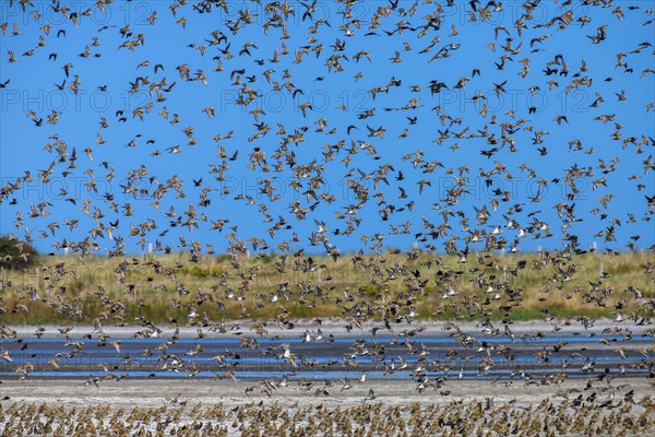 European golden plover