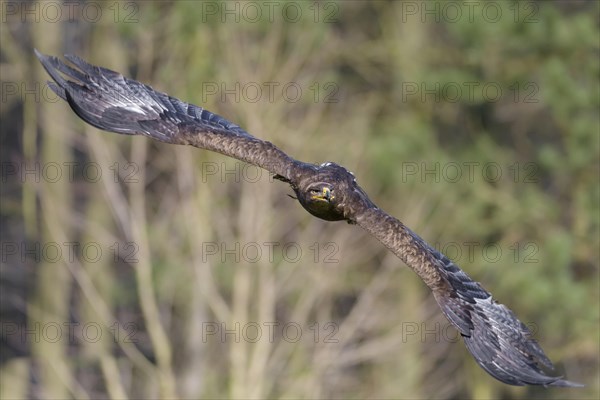 Steppe eagle