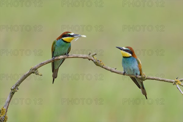 European bee-eaters