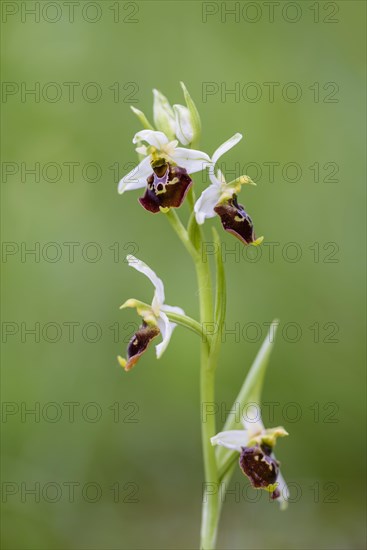 Late spider-orchid