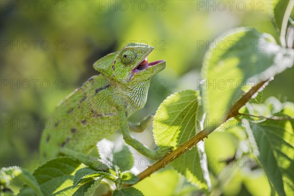 Mediterranean chameleon