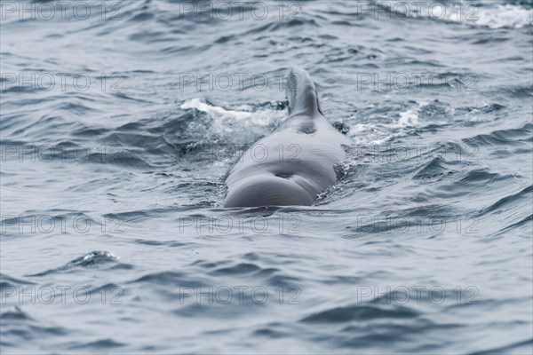 Long-finned pilot whale