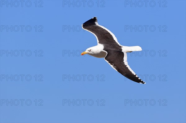 Kelp Gull