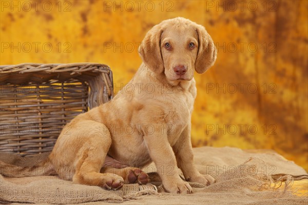 Chesapeake Bay Retriever