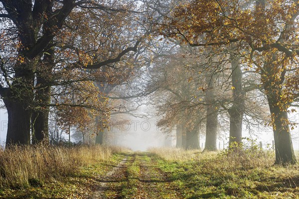 Oak avenue in autumn