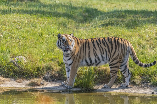Siberian tiger