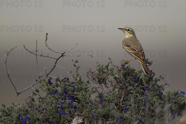 Tawny Pipit