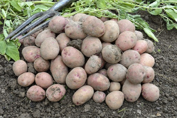 Potatoes
