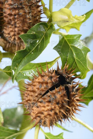 Jimson Weed e