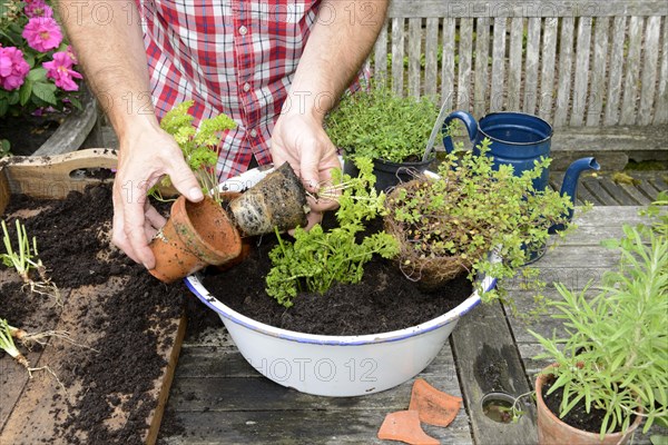 Planting of plant pots with herbs