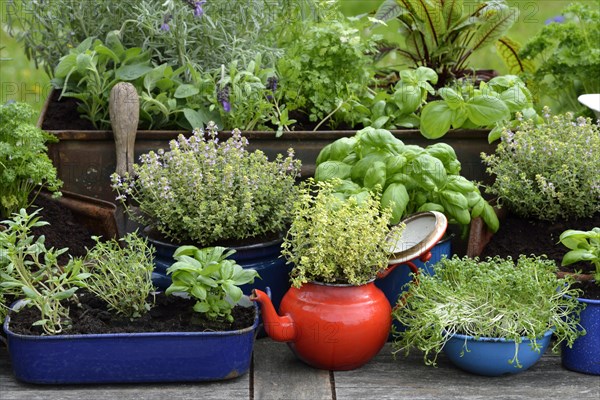 Various herbs in old bowls and cups