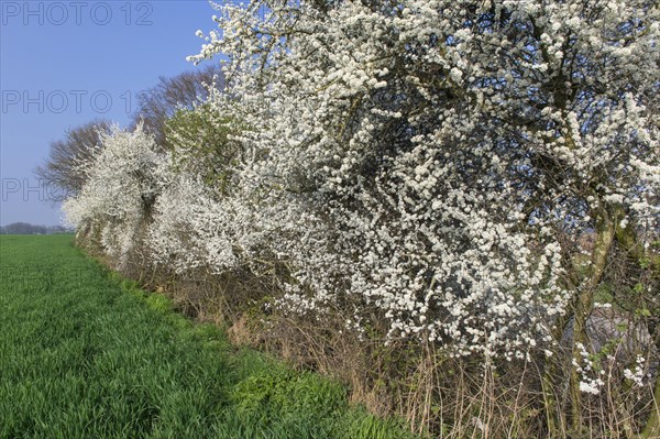 Flowering sloe hedge at the edge of the field