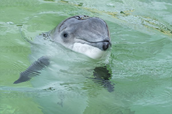 Harbour porpoise