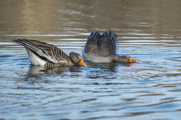 Greylag geese